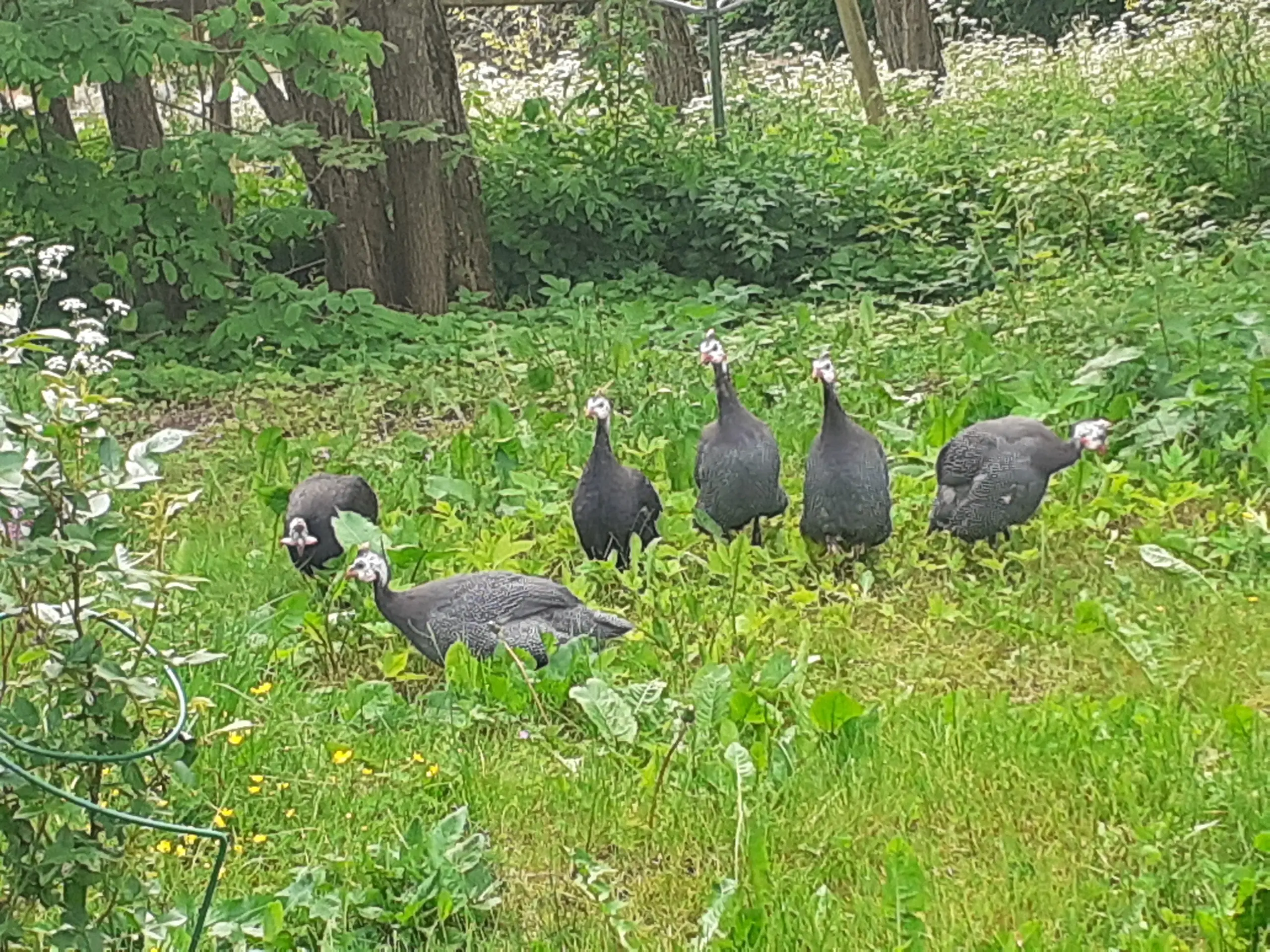 Nyligen välkomnade vi även en flock med pärlhöns, som sägs vara duktiga på att äta fästingar och sniglar. De bor i ett eget litet hur på gården och rör sig fritt och äter vad det får tag på. De är också duktiga flygare och kan sätta sig högt upp i träden - förhoppningsvis undan från rovdjur och rovfåglar. Vi hoppas att de är effektiva i kampen mot mördarsniglarna, som hotar både våra vanliga inhemska sniglar och de odlade växterna.